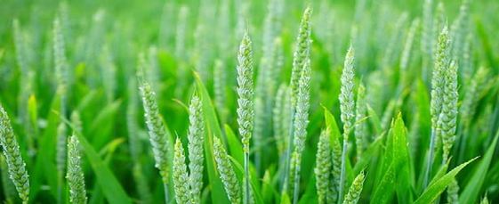 Agricultural
